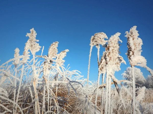 Una Mattina Inverno Gelida Erba Costiera Ghiacciata Reed Reed Una — Foto Stock