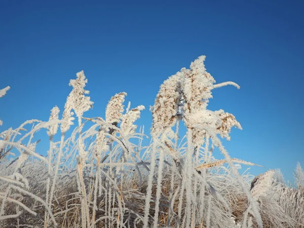 Одного Зимового Морозного Ранку Заморожена Прибережна Трава Очерет Очерет Невелика — стокове фото