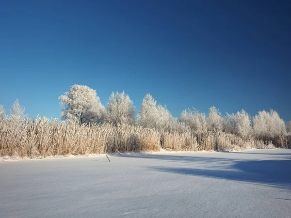 Vinterfrostig Morgon Träd Stranden Och Gräset Hjorfrost Liten Flodvik Var — Stockfoto