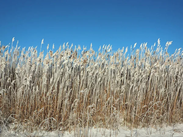 Vinterfrostig Morgon Rostfritt Kustgräs Reed Vass Liten Flodvik Var Täckt — Stockfoto