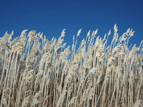 Pewnego Zimowego Mroźnego Poranka Zimna Przybrzeżna Trawa Reed Trzcinę Mała — Zdjęcie stockowe
