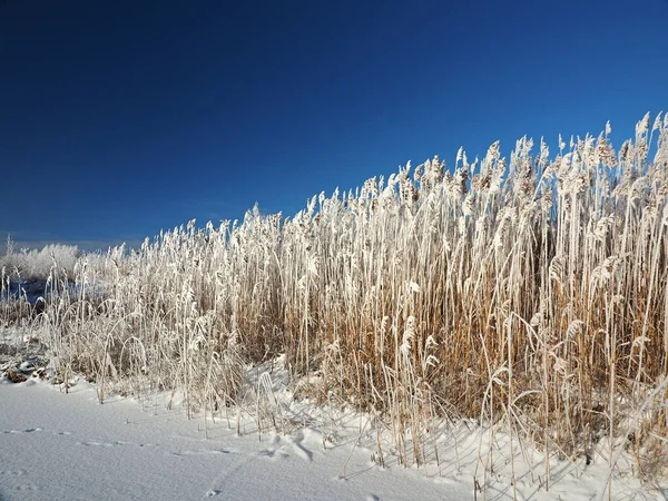 Ein Frostiger Wintermorgen Frostiges Küstengras Schilf Schilf Eine Kleine Flussbucht — Stockfoto