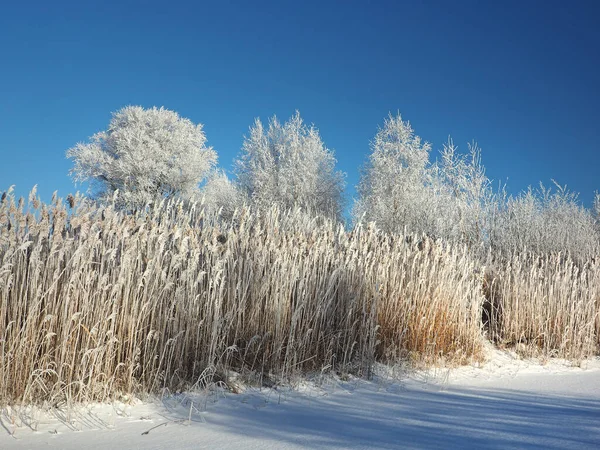 Ein Frostiger Wintermorgen Bäume Ufer Und Das Gras Raureif Eine — Stockfoto