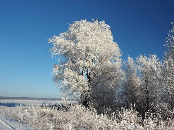 一个寒冷的冬天早晨 海岸上的树和霜冻中的草 河水被冰覆盖着 俄罗斯 乌拉尔 彼尔姆地区埃洛沃 — 图库照片
