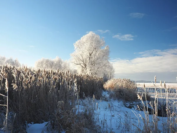 Одного Зимового Морозного Ранку Дерева Березі Трава Хмиз Річка Була — стокове фото