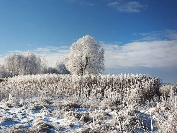 Одного Зимового Морозного Ранку Дерева Березі Трава Хмиз Річка Була — стокове фото