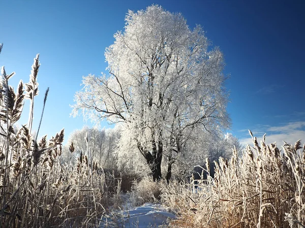 One Winter Frosty Morning Trees Shore Grass Hoarfrost Paths Were — Stock Photo, Image