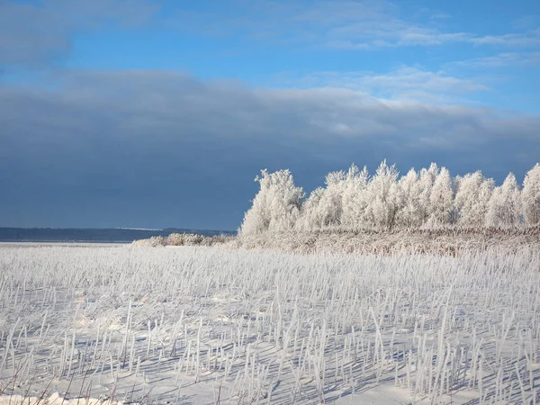 Una Mañana Helada Invierno Árboles Orilla Hierba Las Heladas Río — Foto de Stock