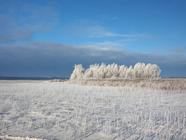 Matin Glacial Hiver Arbres Sur Rivage Herbe Dans Givre Rivière — Photo