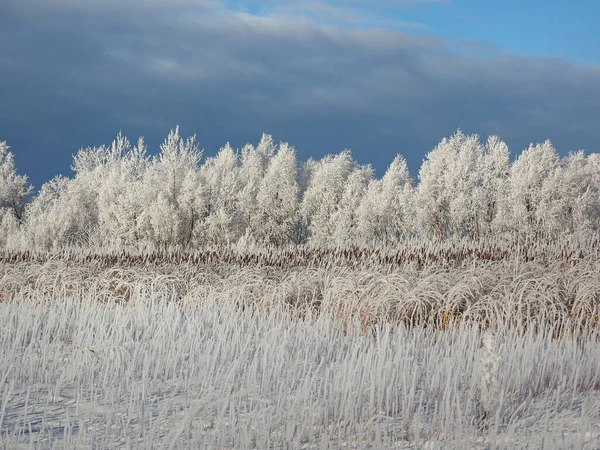 One Winter Frosty Morning Trees Shore Grass Hoarfrost River Covered — Stock Photo, Image