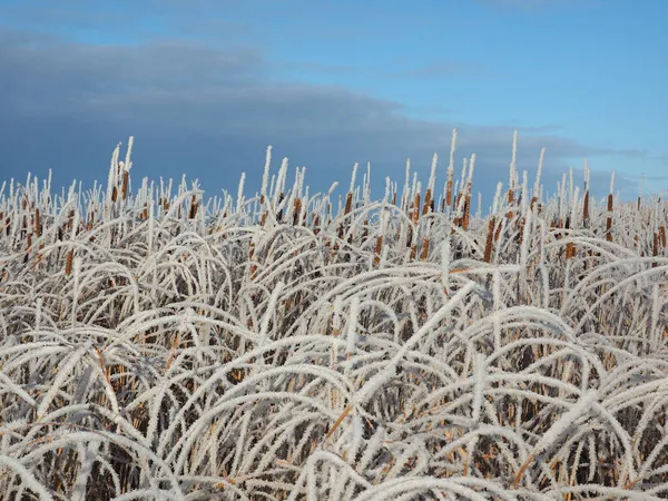 Matin Glacial Hiver Herbe Côtière Gelée Reed Reed Une Petite — Photo