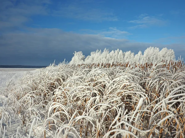 One Winter Frosty Morning Trees Shore Grass Hoarfrost River Covered — Stock Photo, Image