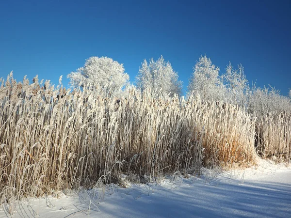 Uma Manhã Gelada Inverno Árvores Costa Grama Geada Uma Pequena Fotografia De Stock