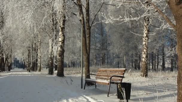 Una Mattina Inverno Gelida Parco Vicolo Panchina Lanterna Rime Cade — Video Stock