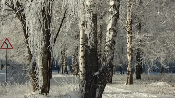Ein Frostiger Wintermorgen Ein Park Bäume Mit Raureif Bedeckt Zement — Stockvideo