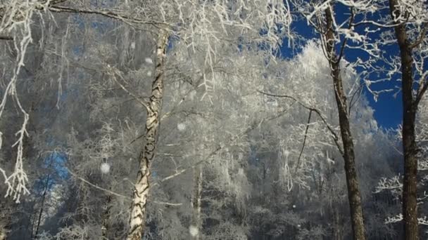 Una Mañana Helada Invierno Parque Árboles Cubiertos Escarcha Rime Cae — Vídeo de stock
