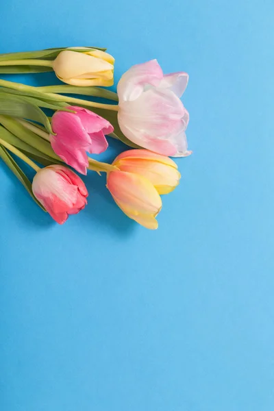 Tulipas Rosa Amarela Sobre Fundo Papel Azul — Fotografia de Stock