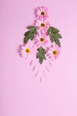 Kasımpatı çiçekleri pembe kağıt üzerinde