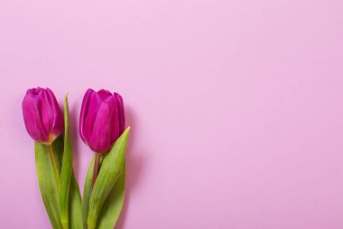 Renkli kağıtta iki lale