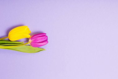 Menekşe kağıtlı iki lale