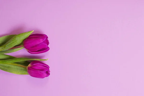 Duas Tulipas Sobre Fundo Papel Cor — Fotografia de Stock