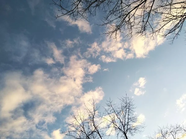 Гілки Дерева Листя Фоні Блакитного Неба Білими Пухнастими Хмарами — стокове фото