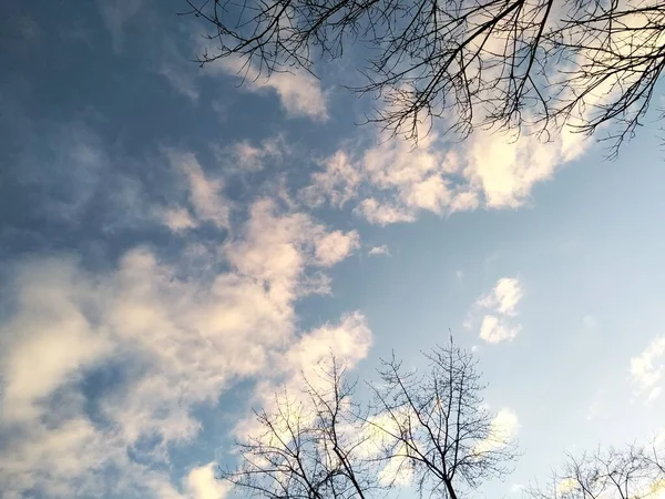 Träd Grenar Utan Blad Bakgrund Blå Himmel Med Vita Fluffiga — Stockfoto