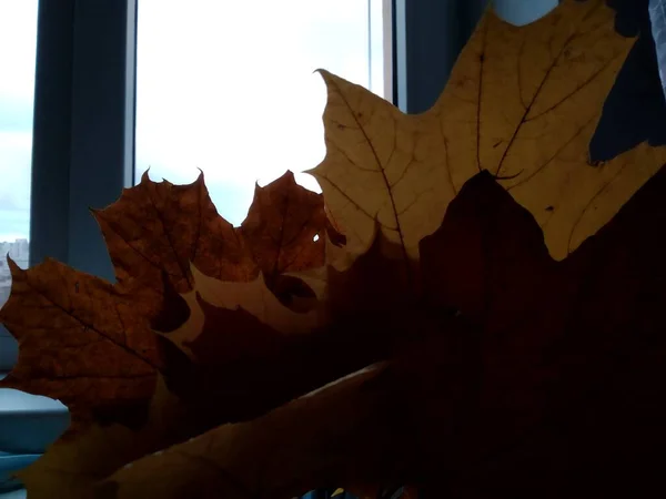 Осень Желтые Листья Фоне Окна — стоковое фото