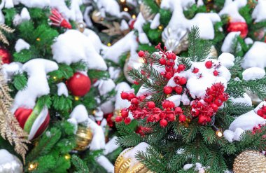 Karla kaplı kırmızı böğürtlenler Noel ağacında.