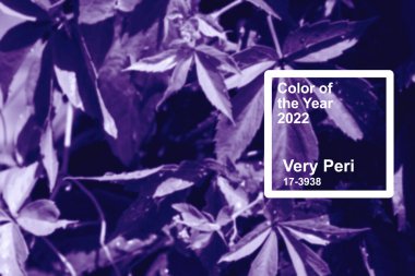 Pantone 'un 2022' deki rengi çok Peri. Doğal bitki arkaplanı