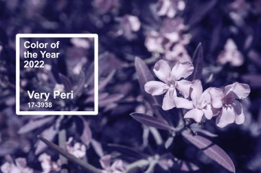 Pantone 'un 2022' deki rengi çok Peri. Doğal bitki ve çiçek arkaplanı.