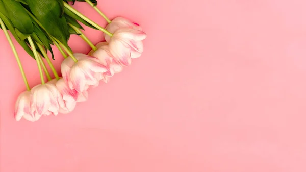 Ένα όμορφο μπουκέτο από λεπτές ροζ τουλίπες σε ροζ φόντο με χώρο για το κείμενό σας — Φωτογραφία Αρχείου