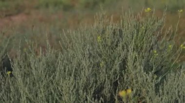 Doğal çayırlık pelin otları esintiden yavaşça sallanıyordu. Yeşil çevre kavramı