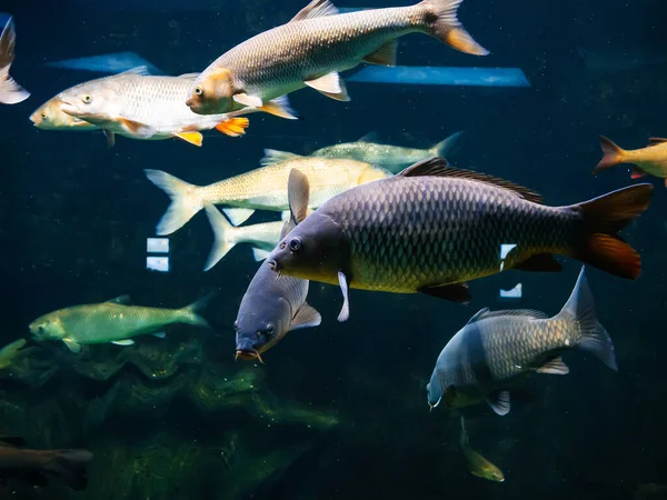 Прісноводні риби під водою в акваріумі — стокове фото