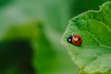 A ladybug sits on a green leaf on a warm spring day.