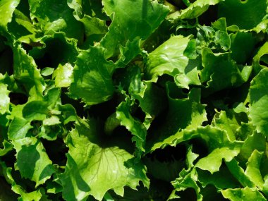 Rows of lettuce and vegetable seedlings in the garden outdoors, on the garden bed.