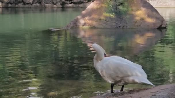 야생 자연 서식지에 있는 호수나 못 의해 안에 사는 백조. — 비디오