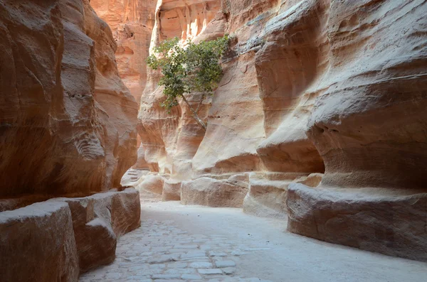 Jordania, Petra, gorge — Stockfoto