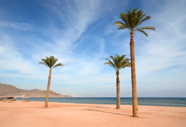 Tři palmy na pláži pozadí moře a modrá obloha — Stock fotografie