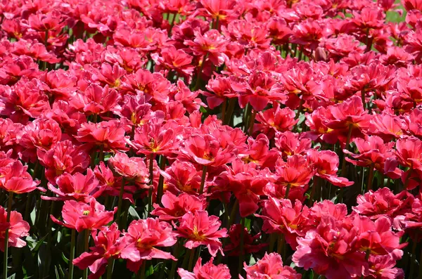 Blooming tulips continuous field — Stock Photo, Image