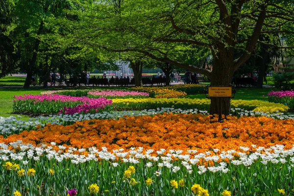 Blooming tulips in the park — Stock Photo, Image