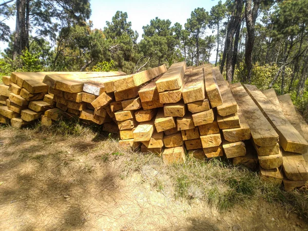 Himachal Pradesh 6 Ormanındaki Çam Ağacı Kesme Süreci