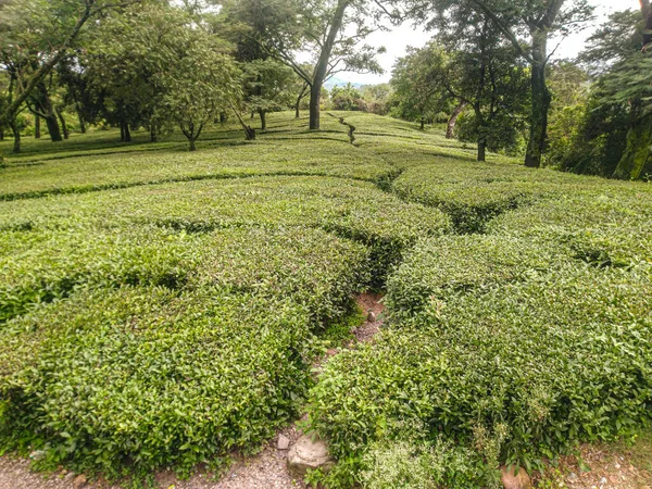Tea Garden Himachal Pradesh Dharamashala India Obrazy Stockowe bez tantiem