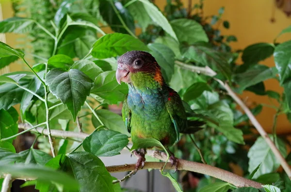 Papagaio Pyrrhura — Fotografia de Stock