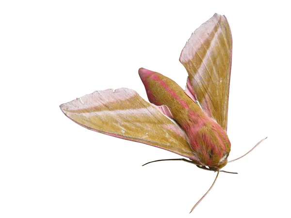 Moth Fellephila elpenor — стоковое фото