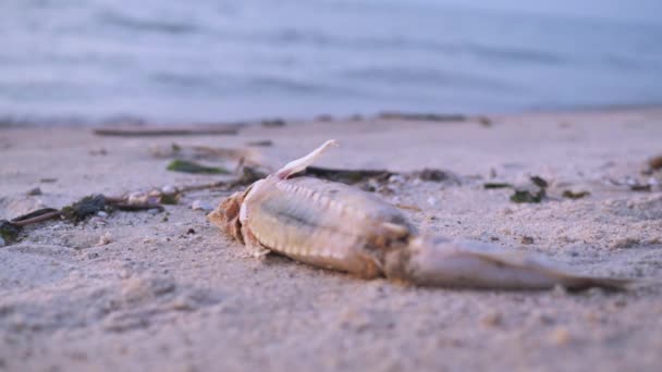 As moscas sentam-se no peixe morto. peixe lavado na praia. má ecologia. problemas globais — Vídeo de Stock