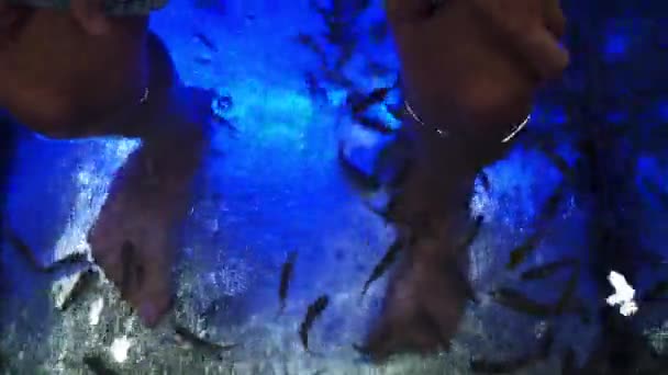 Garra Rufa. małe ryby jedzą starą skórę na nogach. obieranie. usługi kosmetyczne. nogi. widok z góry — Wideo stockowe