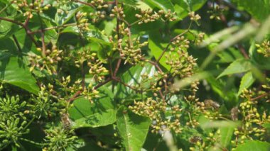 Arılar çiçek açan bitkilerden polen toplarlar. Bahçede çekim.