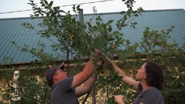 La cereza recogiendo de un árbol. un hombre y una mujer están recogiendo bayas — Vídeos de Stock