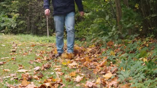 Kotlu erkek bacakları ve düşen yapraklar üzerinde yürüyen botlar. Yeşil çimlerin üzerinde akçaağaç yaprağı. Altın sonbahar. park — Stok video